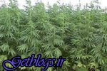 کشت گراس در منزل باغ ویلایی شمال پایتخت کشور عزیزمان ایران به وسیله دکتر متخصص